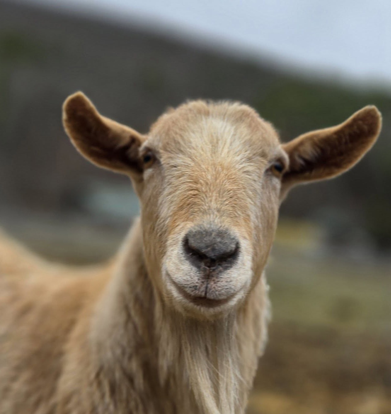 Casper at Broome Animal Sanctuary